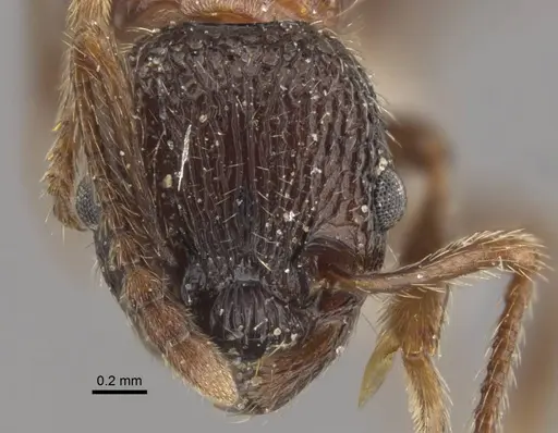 Myrmica sulcinodis specimen CASENT0917678 image casent0917678_3