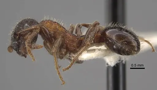 Myrmica sulcinodis specimen CASENT0917678 image casent0917678_4