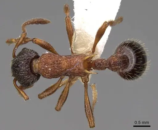Myrmica sulcinodis specimen CASENT0922775 image casent0922775_1