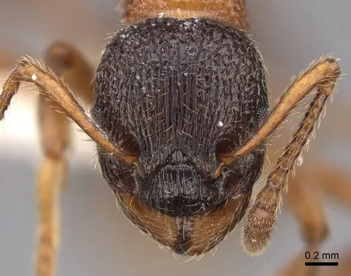 Myrmica sulcinodis specimen CASENT0922775 image casent0922775_2