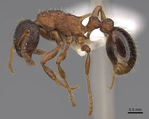 Myrmica sulcinodis specimen CASENT0922775 image casent0922775_3