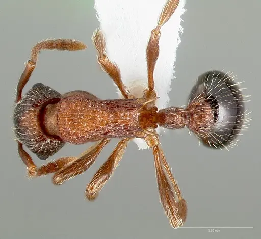 Myrmica tahoensis specimen CASENT0005705 image casent0005705_1