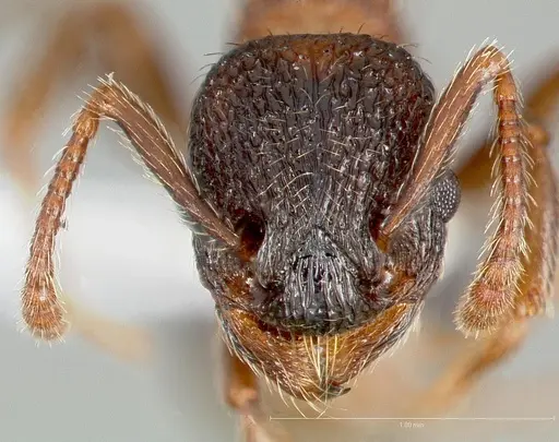 Myrmica tahoensis specimen CASENT0005705 image casent0005705_2