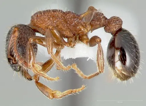 Myrmica tahoensis specimen CASENT0005705 image casent0005705_3