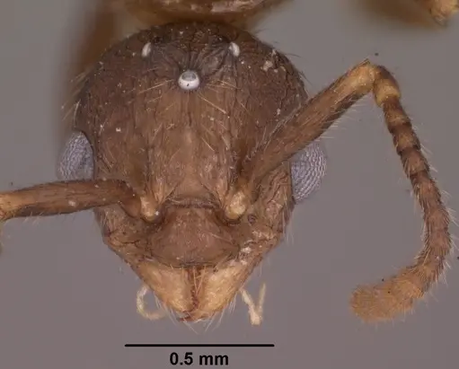 Myrmica tahoensis specimen CASENT0102858 image casent0102858_2