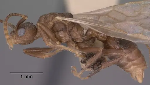 Myrmica tahoensis specimen CASENT0102858 image casent0102858_3