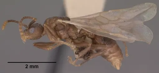 Myrmica tahoensis specimen CASENT0102858 image casent0102858_4