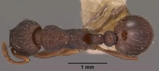 Myrmica tahoensis specimen CASENT0102859 image casent0102859_1