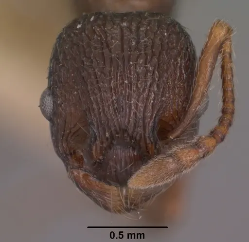 Myrmica tahoensis specimen CASENT0102859 image casent0102859_2