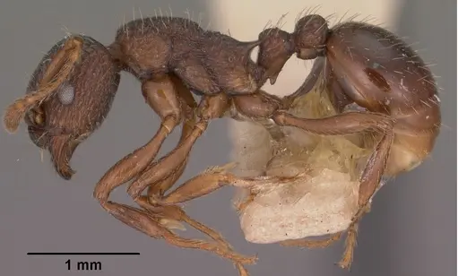 Myrmica tahoensis specimen CASENT0102859 image casent0102859_3