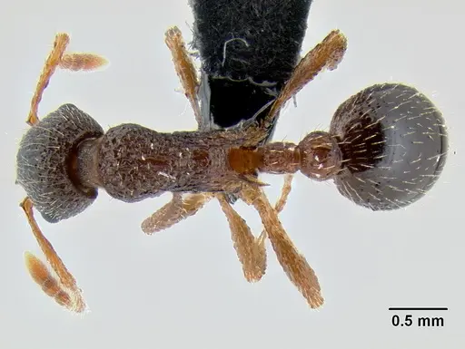 Myrmica tahoensis specimen CASENT0106091 image casent0106091_1