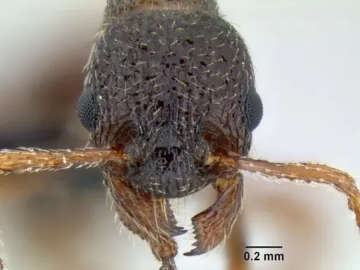 Myrmica tahoensis specimen CASENT0106091 image casent0106091_2