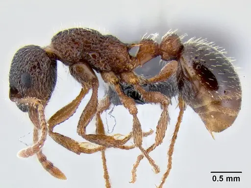 Myrmica tahoensis specimen CASENT0106091 image casent0106091_3