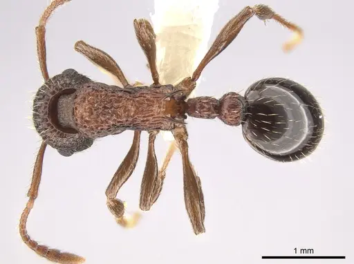 Myrmica tahoensis specimen CASENT0631721 image casent0631721_1