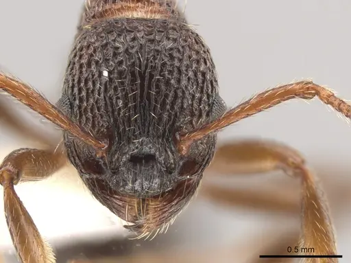 Myrmica tahoensis specimen CASENT0631721 image casent0631721_2