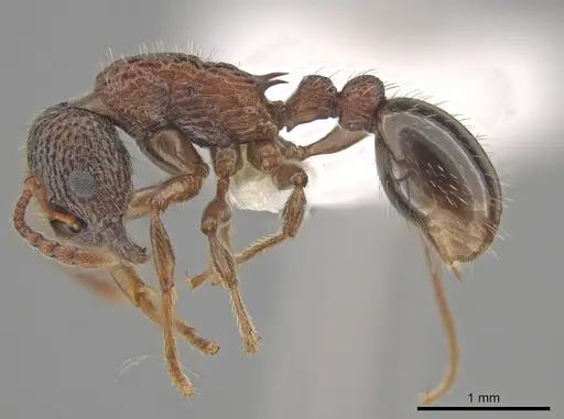 Myrmica tahoensis specimen CASENT0631721 image casent0631721_3