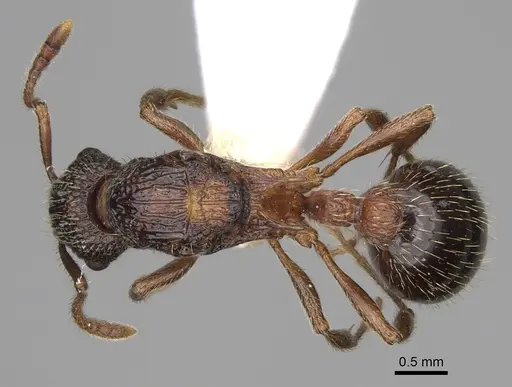 Myrmica tahoensis specimen CASENT0862450 image casent0862450_1