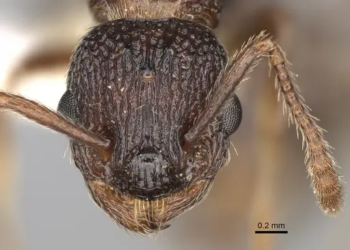 Myrmica tahoensis specimen CASENT0862450 image casent0862450_2