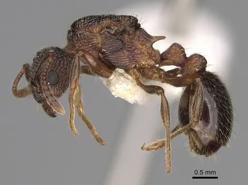 Myrmica tahoensis specimen CASENT0862450 image casent0862450_3