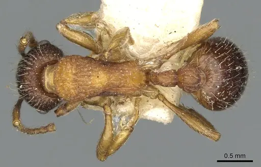 Myrmica tahoensis specimen CASENT0900351 image casent0900351_1