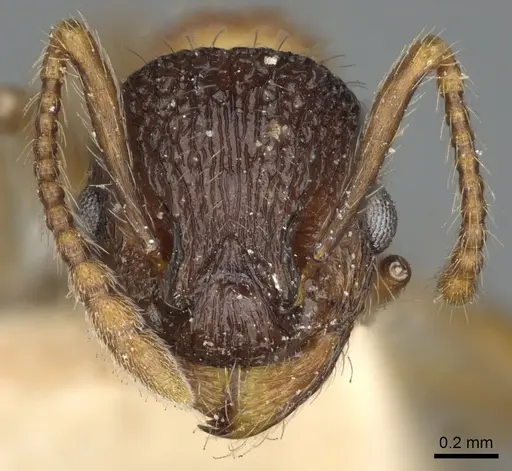 Myrmica tahoensis specimen CASENT0900351 image casent0900351_2