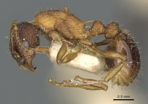 Myrmica tahoensis specimen CASENT0900351 image casent0900351_3
