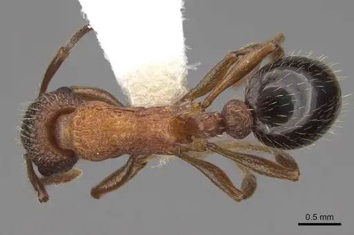 Myrmica tahoensis specimen CASENT0922766 image casent0922766_1