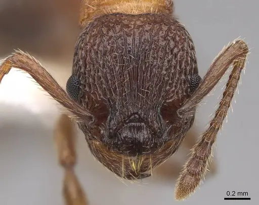 Myrmica tahoensis specimen CASENT0922766 image casent0922766_2