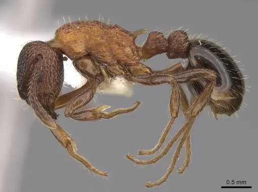 Myrmica tahoensis specimen CASENT0922766 image casent0922766_3