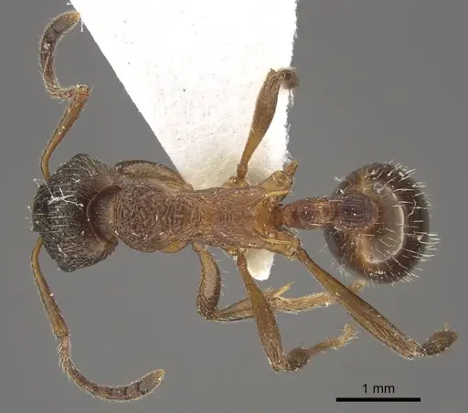 Myrmica taibaiensis specimen CASENT0917721 image casent0917721_1