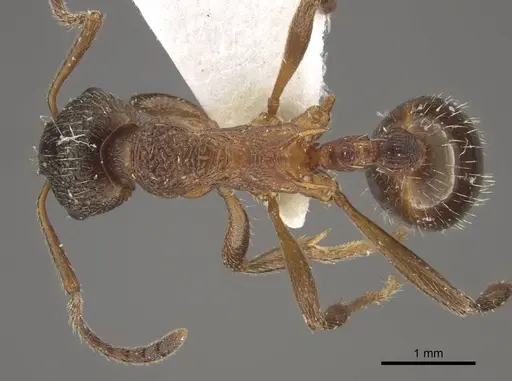 Myrmica taibaiensis specimen CASENT0917721 image casent0917721_2