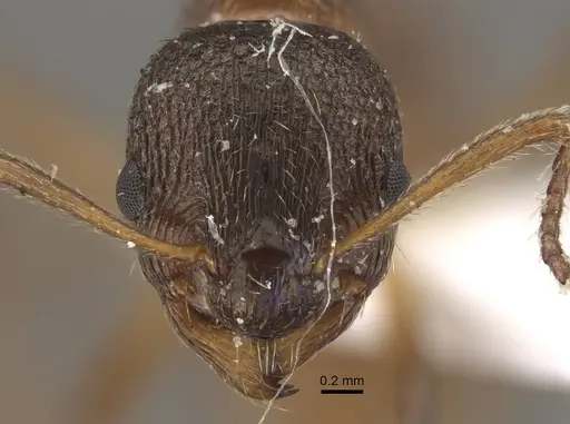 Myrmica taibaiensis specimen CASENT0917721 image casent0917721_3