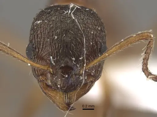 Myrmica taibaiensis specimen CASENT0917721 image casent0917721_4
