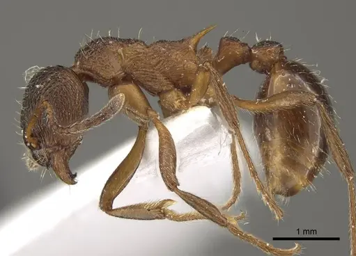 Myrmica taibaiensis specimen CASENT0917721 image casent0917721_5