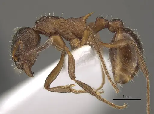 Myrmica taibaiensis specimen CASENT0917721 image casent0917721_6