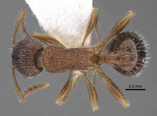 Myrmica tamarae specimen CASENT0917527 image casent0917527_1