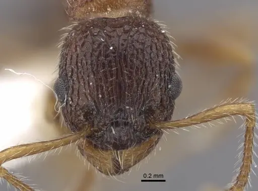 Myrmica tamarae specimen CASENT0917527 image casent0917527_2