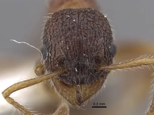 Myrmica tamarae specimen CASENT0917527 image casent0917527_3