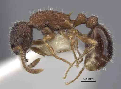 Myrmica tamarae specimen CASENT0917527 image casent0917527_4