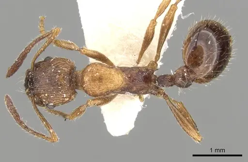 Myrmica tenuispina specimen CASENT0280830 image casent0280830_1