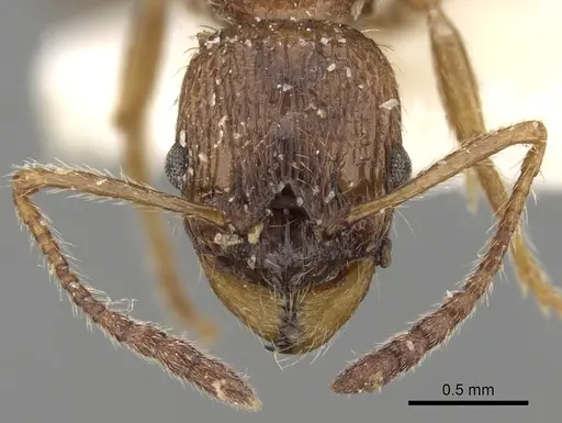 Myrmica tenuispina specimen CASENT0280830 image casent0280830_2