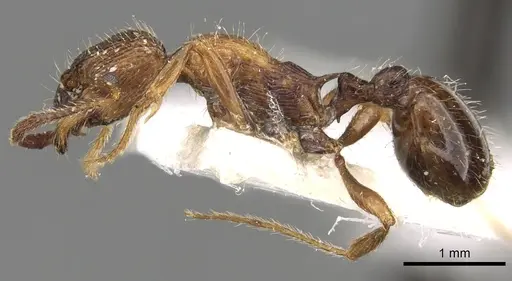 Myrmica tenuispina specimen CASENT0280830 image casent0280830_3