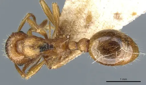 Myrmica tenuispina specimen CASENT0904062 image casent0904062_1