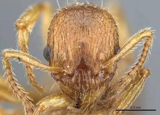 Myrmica tenuispina specimen CASENT0904062 image casent0904062_2