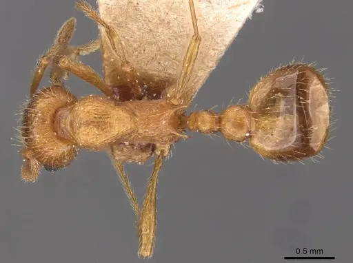 Myrmica tenuispina specimen CASENT0907646 image casent0907646_1