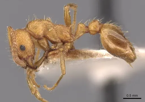Myrmica tenuispina specimen CASENT0907646 image casent0907646_3