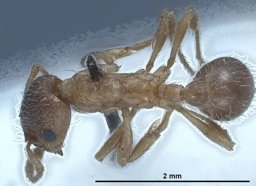 Myrmica tibetana specimen ANTWEB1008460 image antweb1008460_1