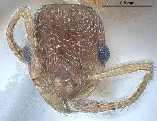 Myrmica tibetana specimen ANTWEB1008460 image antweb1008460_4
