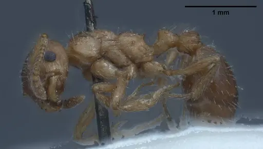 Myrmica tibetana specimen ANTWEB1008460 image antweb1008460_5