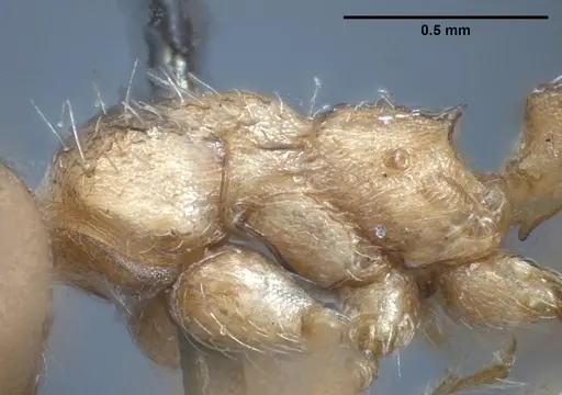 Myrmica tibetana specimen ANTWEB1008460 image antweb1008460_6